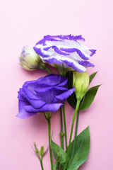 Beautiful purple and white eustoma flowers (lisianthus) in full bloom with green leaves. Bouquet of flowers on a pink background.