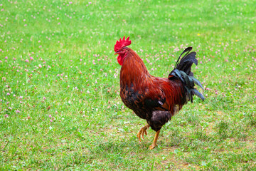 bright multi-colored rooster on a green field with clover. Cockerel Free Range