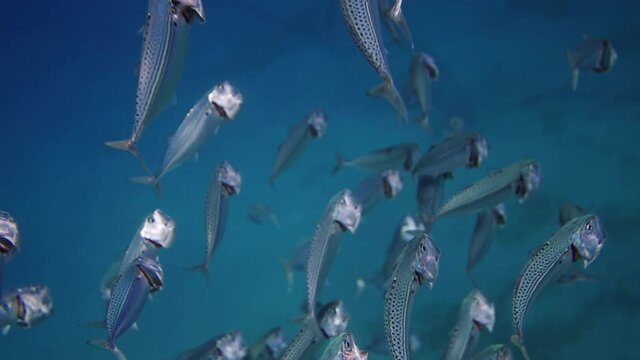 FishBowl of Indian mackerel silversides hiding behind secret rocks under sun shine and beams underwater silverside fish school wavy sea protection ocean scenery fish bait. Marine life in the shallow