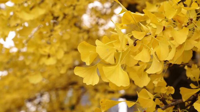 A closeup b-roll shot of a ginkgo biloba tree in autumn with bright yellow colored fan shaped leaves swaying in the wind or gentle breeze.
