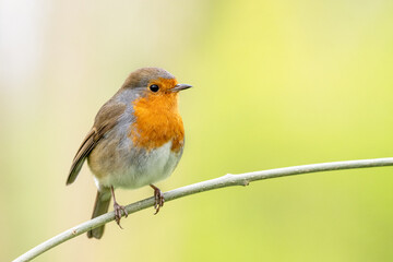 robin on a branch