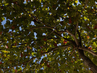 Green leaves on blue sky background. Look at the branches of Terminalia Catappa trees, name Wild almond, Indian almond and Tropical almond fruits.