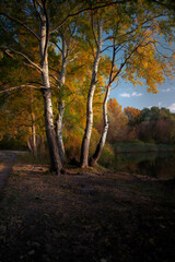 Obraz premium The play of light and shadow. Tall, light-colored tree trunks adorn the forest lawn.Path in the forest.
