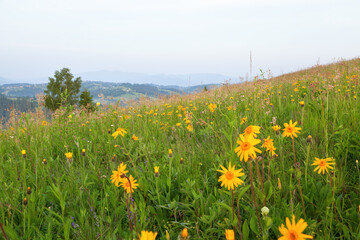 Yellow flowers on the mountain meadow on a foggy morning, mountains on the horizon. Ukraine, Carpathians.
