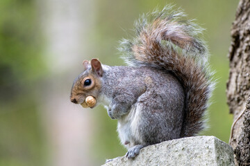 squirrel in the park