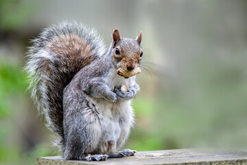 squirrel in the park