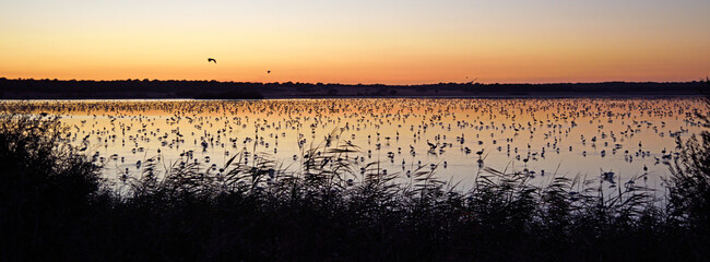 Laguna cerca de Doñana llena de pajaros al anochecer