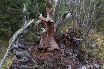 Baumstumpf im Wald.