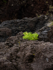 Bright green vegetation surrounded by dark volcanic rock in the bathing area of Boqueirão.
Santa Cruz das Flores, Flores Island.
