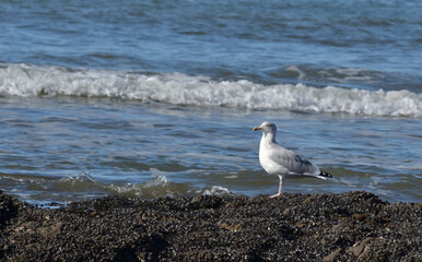 Goéland regardant la mer