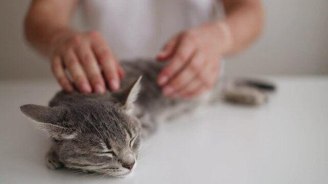 Cute gray cat sleeping sweetly on a white table at home. Woman hands petting cute little gray striped kitten. Cute cozy background, morning at home.