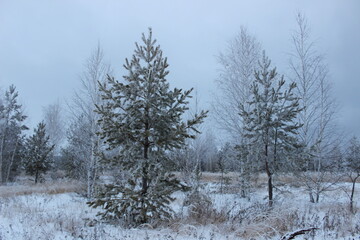 snow covered trees