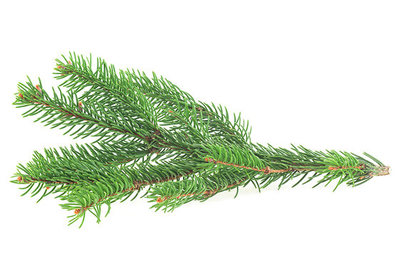 Green pine branch isolated on a white background. Christmas tree.