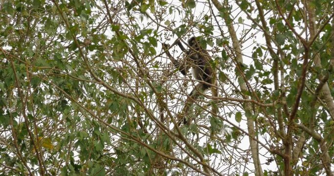 Mono ara&ntilde;a (Ateles geoffroyi) se alimenta de hojas en &aacute;rbol de la ciudad Maya de Calakmul, Campeche, M&eacute;xico.