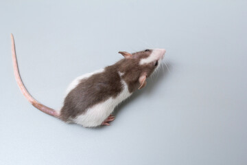 hand-held pet rat top view on a gray background