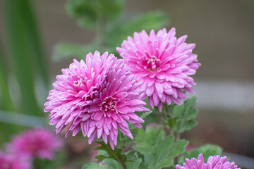 Pink chrysanthemum bud. Pink flowers