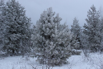 snow covered trees