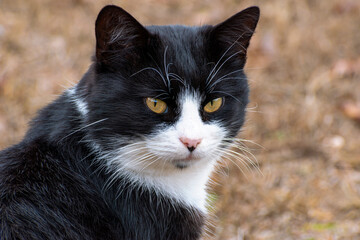 Portrait of a black and white cat. A beautiful cat with amber eyes. Cat in autumn colors