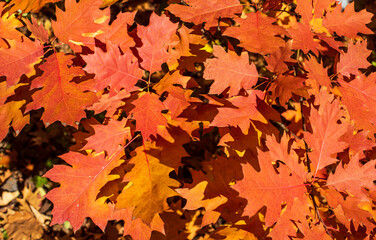 Fototapeta premium autumn leaves background