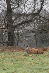 Deer with big horns laying on the grass in autumn