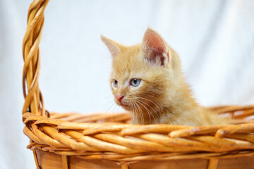 Fototapeta na wymiar Beautiful ginger kitten portfolio