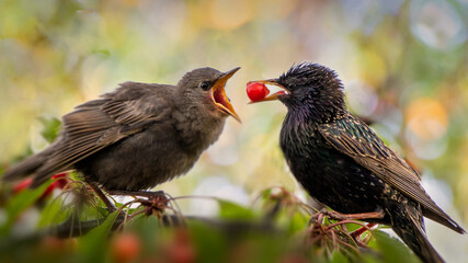starling