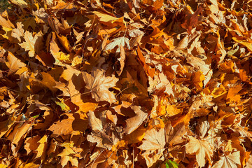 Yellow leaves on the ground. Top view. Autumn background. Fall foliage.