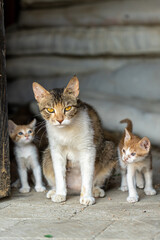 A cat's family