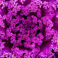 Inflorescences of ornamental plants used in 2021 to decorate monuments, tombstones during the traditional Feast of the Dead in Podlasie in Poland.