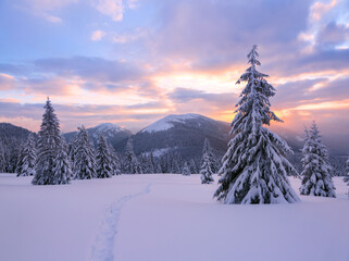 Winter. Amazing sunrise. High mountains with snow white peaks. A panoramic view of the covered with frost trees in the snowdrifts. Natural landscape with beautiful sky.