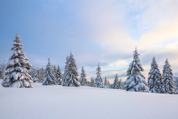 A panoramic view. Winter landscape. Christmas wonderland. Magical forest. Meadow covered with frost...