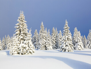 Beautiful landscape on the cold winter morning. Pine trees in the snowdrifts. Lawn and forests in...