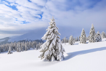 Beautiful landscape on the cold winter morning. Pine trees in the snowdrifts. Lawn and forests in...