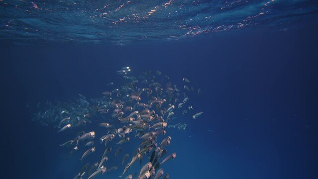 FishBowl of Indian mackerel silversides hiding behind secret rocks under sun shine and beams underwater silverside fish school wavy sea protection ocean scenery fish bait. Marine life in the shallow