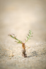 sprout