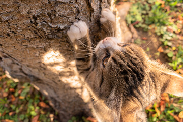 Happy little cat trying to climb a tree