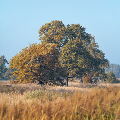 Beautiful oak tree in a field with tall grass in the early fall in the morning. Autumn landscape of Belarus.