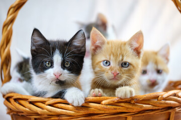 Cute tabby, tuxedo and ginger kittens in a basket - obrazy, fototapety, plakaty