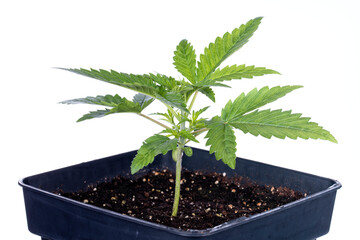 Macro detail of a small Big Bud cannabis plant isolated on white