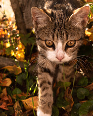 Fototapeta premium Happy little cat among the leaves in autumn, enjoying good weather