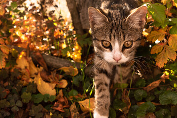 Naklejka na ściany i meble Happy little cat among the leaves in autumn, enjoying good weather