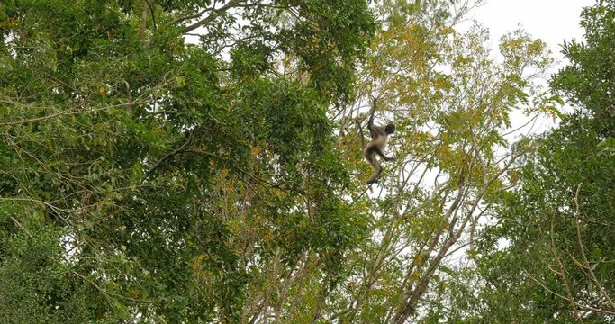 Mono arana (Ateles geoffroyi) en &aacute;rboles de Calakmul, Campeche, M&eacute;xico