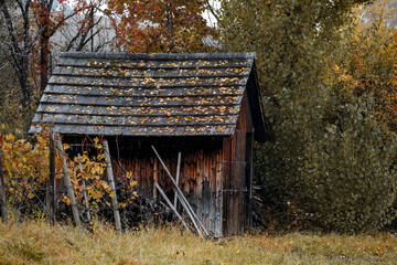 old barn in the woods