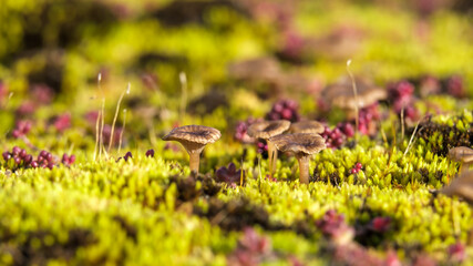 moss and mushroom on the ground