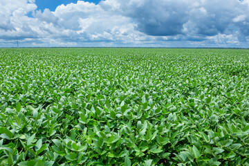 Fototapeta na wymiar Beautiful view huge farm soy plantation with green leaves on sunny summer day. Concept of agriculture, environment, soybeans field, ecology, technology, agronomy, economy, harvest.