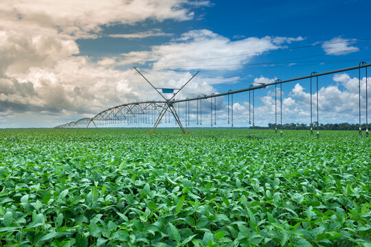 Beautiful View Of Huge Farm Soy Plantation With Central Pivot Irrigation Machine On Sunny Summer Day. Concept Of Agriculture, Environment, Soybeans Field, Ecology, Technology, Agronomy, Economy.