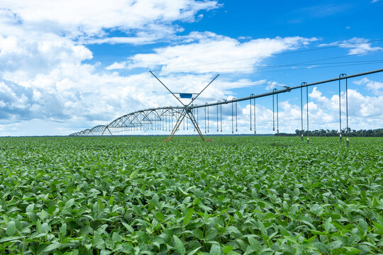Beautiful view of huge farm soy plantation with central pivot irrigation machine on sunny summer day. Concept of agriculture, environment, soybeans field, ecology, technology, agronomy, economy.