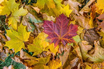 Colorful autumn season maple leaves on the green grass in the park. Autumn background.