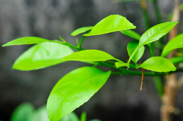 green leaves on a branch