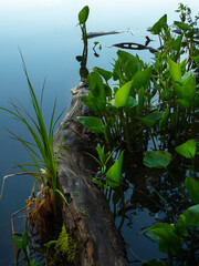 Fallen tree and green vegetation in the swamp. Deep water forest with green flowering plants.